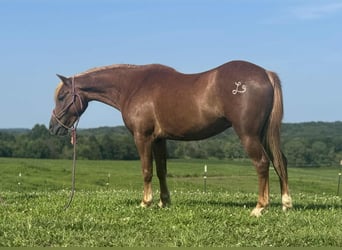 Quarter Pony, Ruin, 8 Jaar, 135 cm, Roodvos