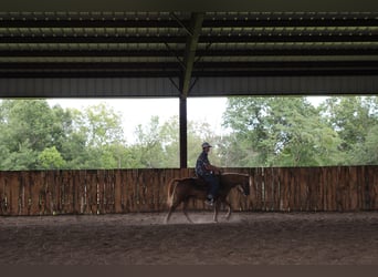 Quarter Pony, Ruin, 8 Jaar, 135 cm, Roodvos