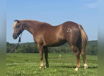 Quarter Pony, Ruin, 8 Jaar, 135 cm, Roodvos