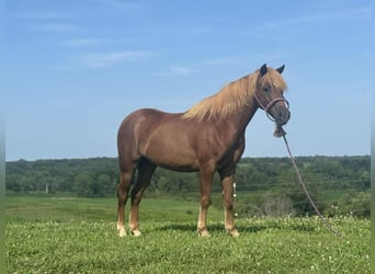 Quarter Pony, Ruin, 8 Jaar, 135 cm, Roodvos