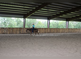Quarter Pony, Ruin, 8 Jaar, 135 cm, Roodvos