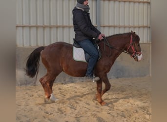 Quarter Pony Mix, Ruin, 8 Jaar, 145 cm, Donkere-vos