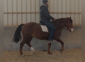 Quarter Pony Mix, Ruin, 8 Jaar, 145 cm, Donkere-vos