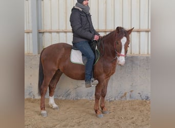 Quarter Pony Mix, Ruin, 8 Jaar, 145 cm, Donkere-vos