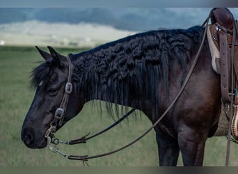 Quarter Pony Mix, Ruin, 8 Jaar, Zwart