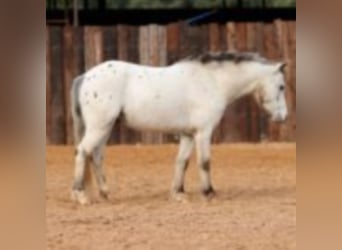 Quarter Pony, Ruin, 9 Jaar, 104 cm, Wit