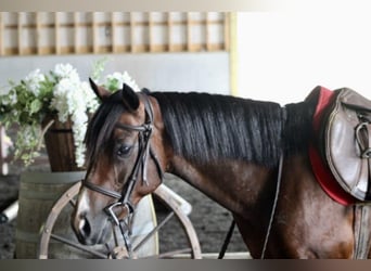 Quarter Pony Mix, Ruin, 9 Jaar, 124 cm, Roodbruin