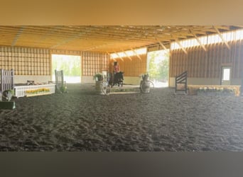 Quarter Pony Mix, Ruin, 9 Jaar, 124 cm, Roodbruin