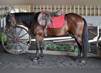 Quarter Pony Mix, Ruin, 9 Jaar, 124 cm, Roodbruin