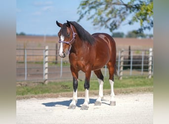 Quarter Pony, Ruin, 9 Jaar, 137 cm, Roodbruin