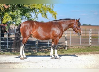 Quarter Pony, Ruin, 9 Jaar, 137 cm, Roodbruin