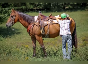 Quarter Pony, Ruin, 9 Jaar, 140 cm, Roodbruin