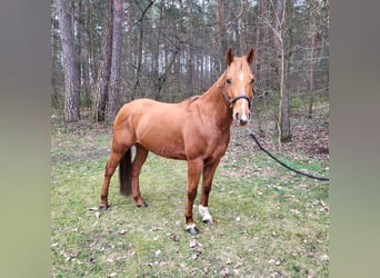 Quarter Pony, Ruin, 9 Jaar, 145 cm, Vos