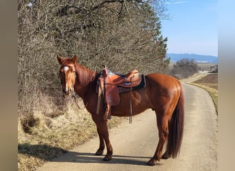 Quarter Pony, Ruin, 9 Jaar, 145 cm, Vos