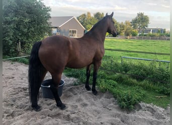 Quarter Pony Mix, Ruin, 9 Jaar, 156 cm, Bruin