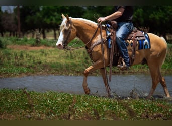 Quarter Pony, Ruin, 9 Jaar, Palomino