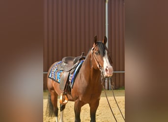 Quarter Pony, Stallion, 11 years, 15 hh, Brown