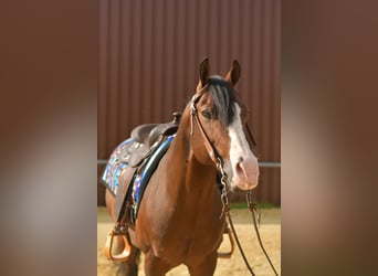 Quarter Pony, Stallion, 11 years, 15 hh, Brown