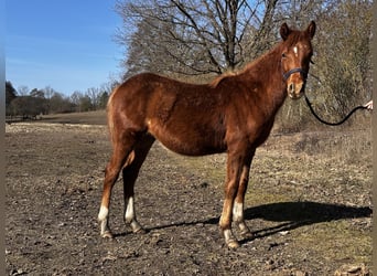 Quarter Pony Mix, Stallion, 1 year, 14.1 hh, Chestnut-Red