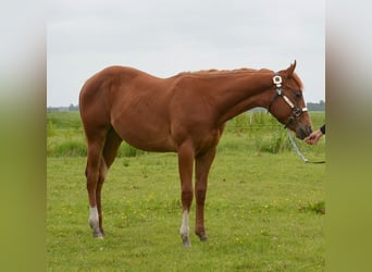 Quarter Pony, Stallion, 1 year, 14.1 hh, Sorrel