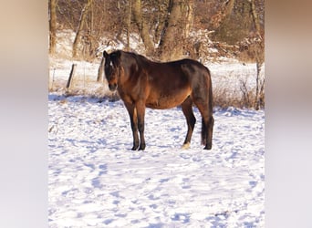 Quarter Pony, Stallion, 1 year, 14.2 hh, Overo-all-colors