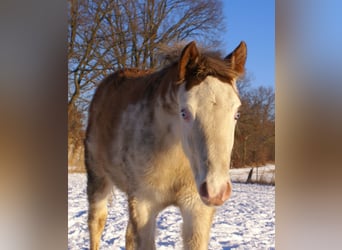 Quarter Pony, Stallion, 1 year, 14.2 hh, Overo-all-colors