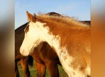 Quarter Pony, Stallion, 1 year, 14.2 hh, Overo-all-colors