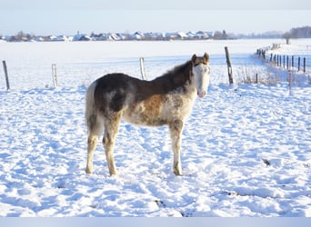 Quarter Pony, Stallion, 1 year, 14.2 hh, Overo-all-colors