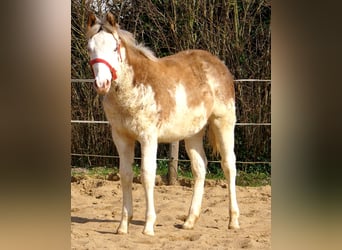 Quarter Pony, Stallion, 1 year, 14.2 hh, Overo-all-colors