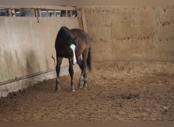 Quarter Pony Mix, Stallion, 1 year, 14.3 hh, Dun