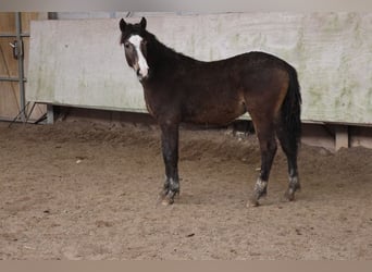 Quarter Pony Mix, Stallion, 1 year, 14.3 hh, Dun