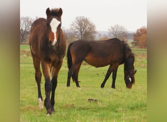 Quarter Pony, Stallion, 1 year, 14,2 hh, Overo-all-colors
