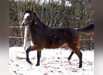Quarter Pony, Stallion, 1 year, 14,2 hh, Overo-all-colors