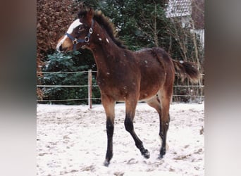 Quarter Pony, Stallion, 1 year, 14,2 hh, Overo-all-colors