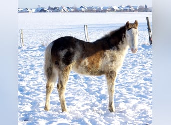 Quarter Pony, Stallion, 1 year, 14,2 hh, Overo-all-colors