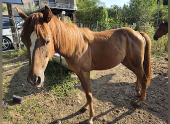 Quarter Pony, Stallion, 1 year, 15.1 hh, Brown