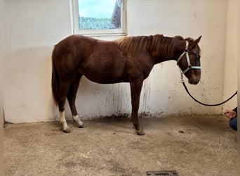 Quarter Pony, Stallion, 1 year, 15,1 hh, Chestnut