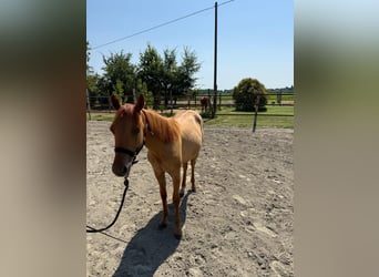 Quarter Pony, Stallion, 1 year, Red Dun