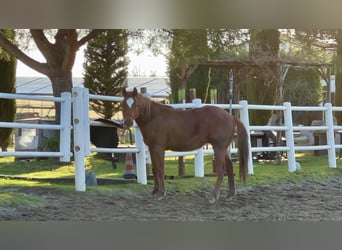 Quarter Pony, Stallion, 2 years, 12,2 hh, Chestnut-Red