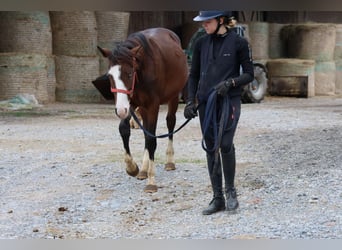 Quarter Pony Mix, Stallion, 2 years, 14.2 hh, Brown