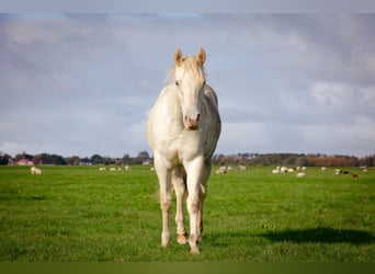 Quarter Pony, Stallion, 2 years, 14.2 hh, Champagne