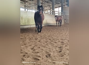Quarter Pony Mix, Stallion, 2 years, 14,2 hh, Brown