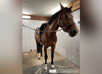 Quarter Pony Mix, Stallion, 3 years, 19,2 hh, Brown