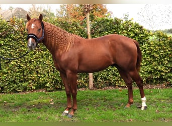 Quarter Pony, Stallion, 3 years, Chestnut-Red