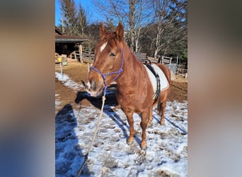 Quarter Pony, Stallion, 6 years, 14.1 hh, Chestnut-Red