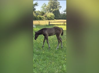 Quarter Pony Mix, Stallion, Foal (05/2026), 14.2 hh, Grullo