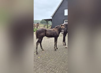 Quarter Pony Mix, Stallion, Foal (05/2026), 14.2 hh, Grullo