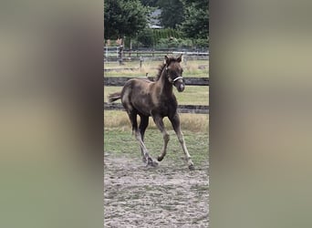 Quarter Pony Mix, Stallion, Foal (05/2026), 14.2 hh, Grullo