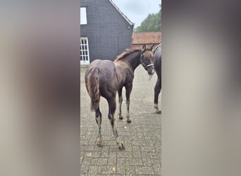 Quarter Pony Mix, Stallion, Foal (05/2026), 14.2 hh, Grullo