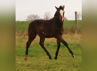 Quarter Pony, Stallion, Foal (06/2025), 14.2 hh, Overo-all-colors
